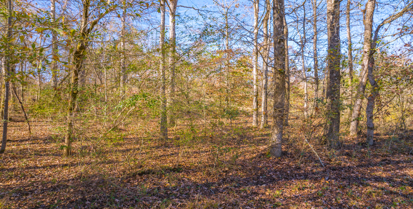 25.10 Acres, 3 Lots, 1 Dream: Georgia's Best Deal! - 23% off Market Value!