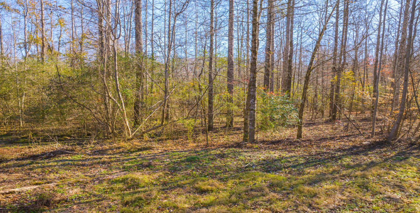 25.10 Acres, 3 Lots, 1 Dream: Georgia's Best Deal! - 23% off Market Value!