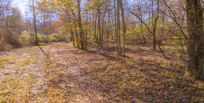 25.10 Acres, 3 Lots, 1 Dream: Georgia's Best Deal! - 23% off Market Value!